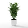 Tropical Indoor Palm Plant Pot