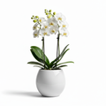 Pure Elegance White Orchid Plant