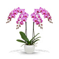 Purple Orchid Plant