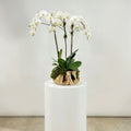 Three White Orchids