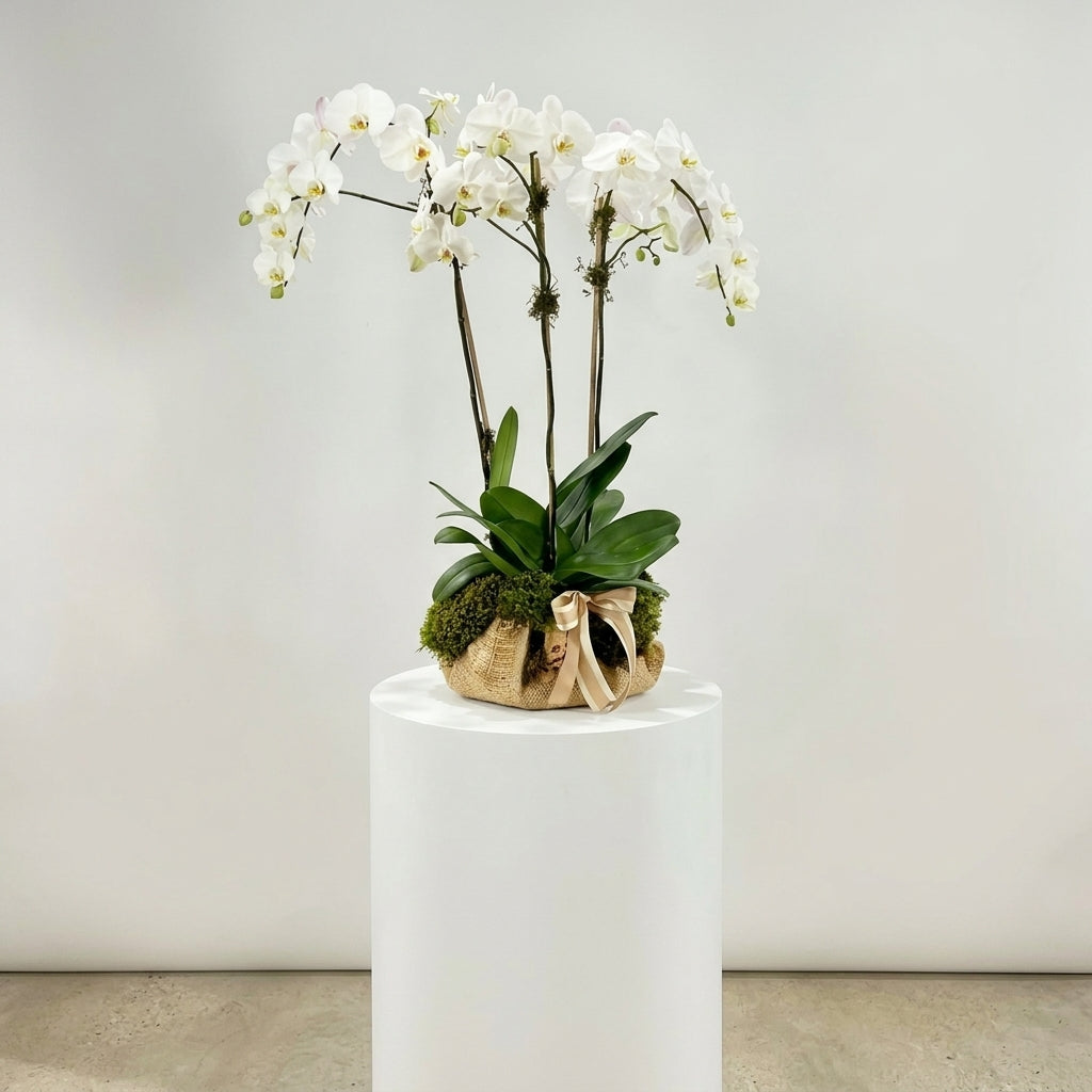 Three White Orchids