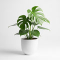 Urban Jungle Monstera Plant Pot