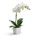 White Orchid Plant